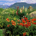 USA, Colorado, Crested Butte