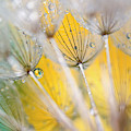 Seedhead With Raindrops